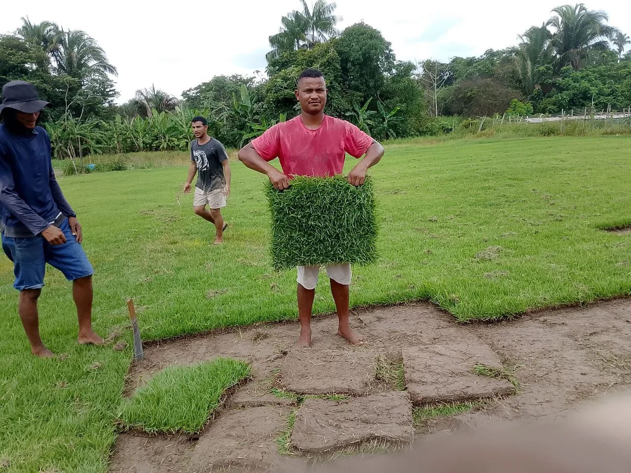 Grama esmeralda em tapetes  - Foto 2