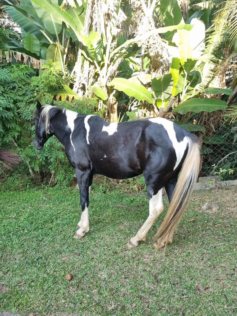 Cavalo Macho Inteiro 