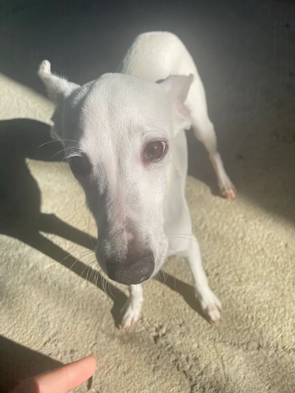 Cachorra vira-lata 