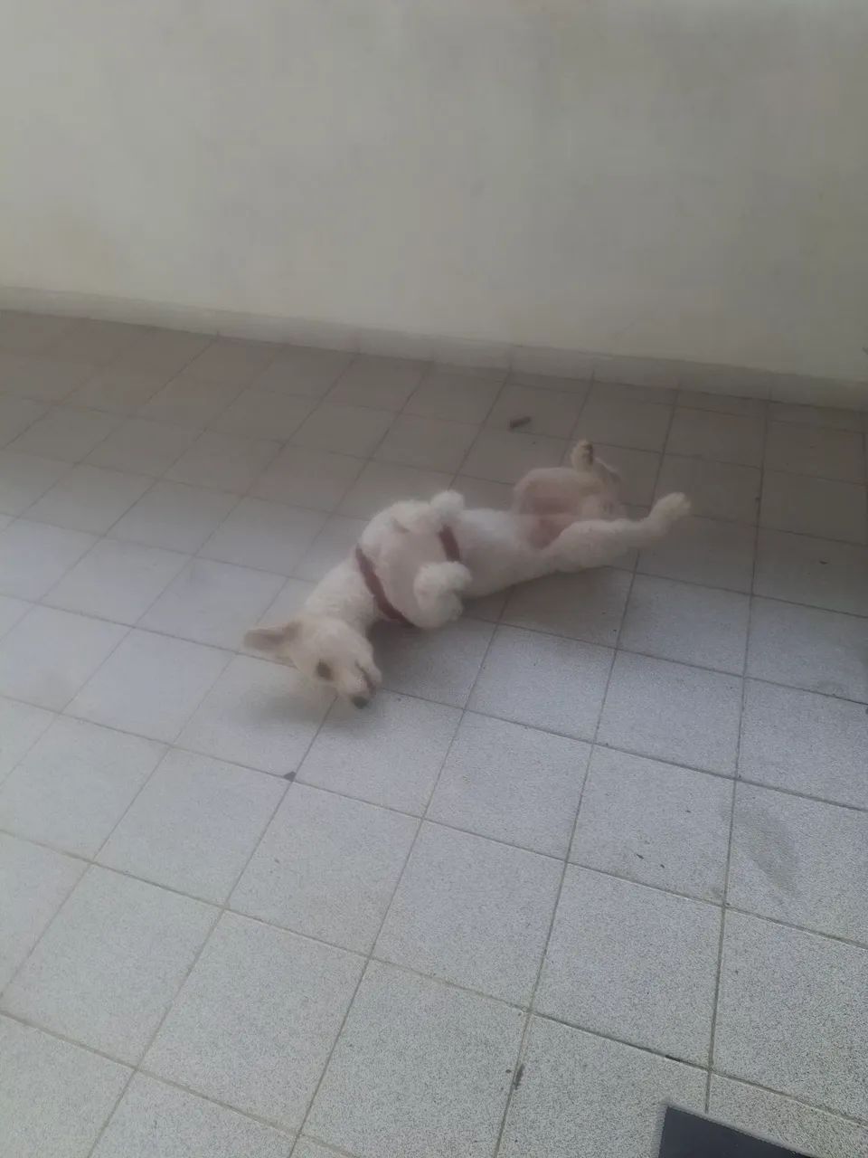 Doação de  cachorro 