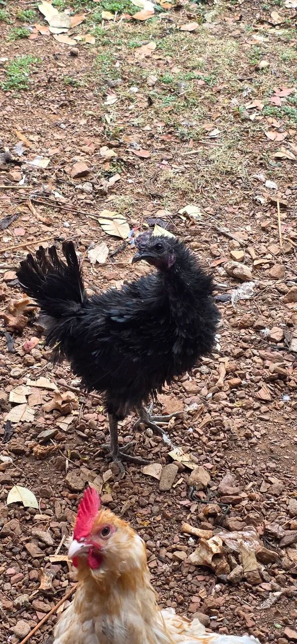 Galo preto arrepiado mistura com Ayam  Cemani