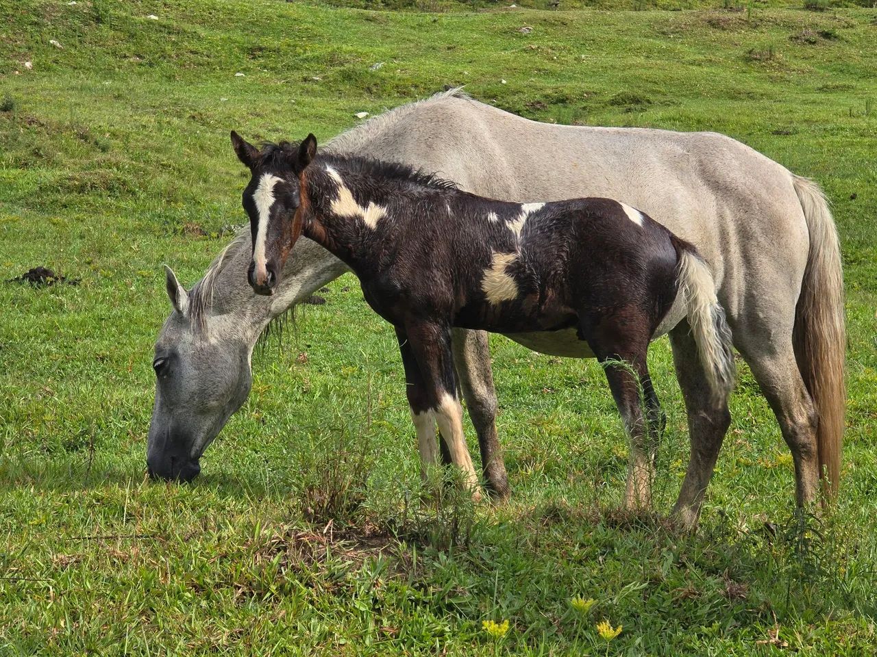 Lindos potros pampas - Foto 3