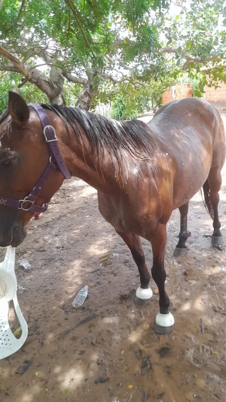 Égua de direita com documento  - Foto 2