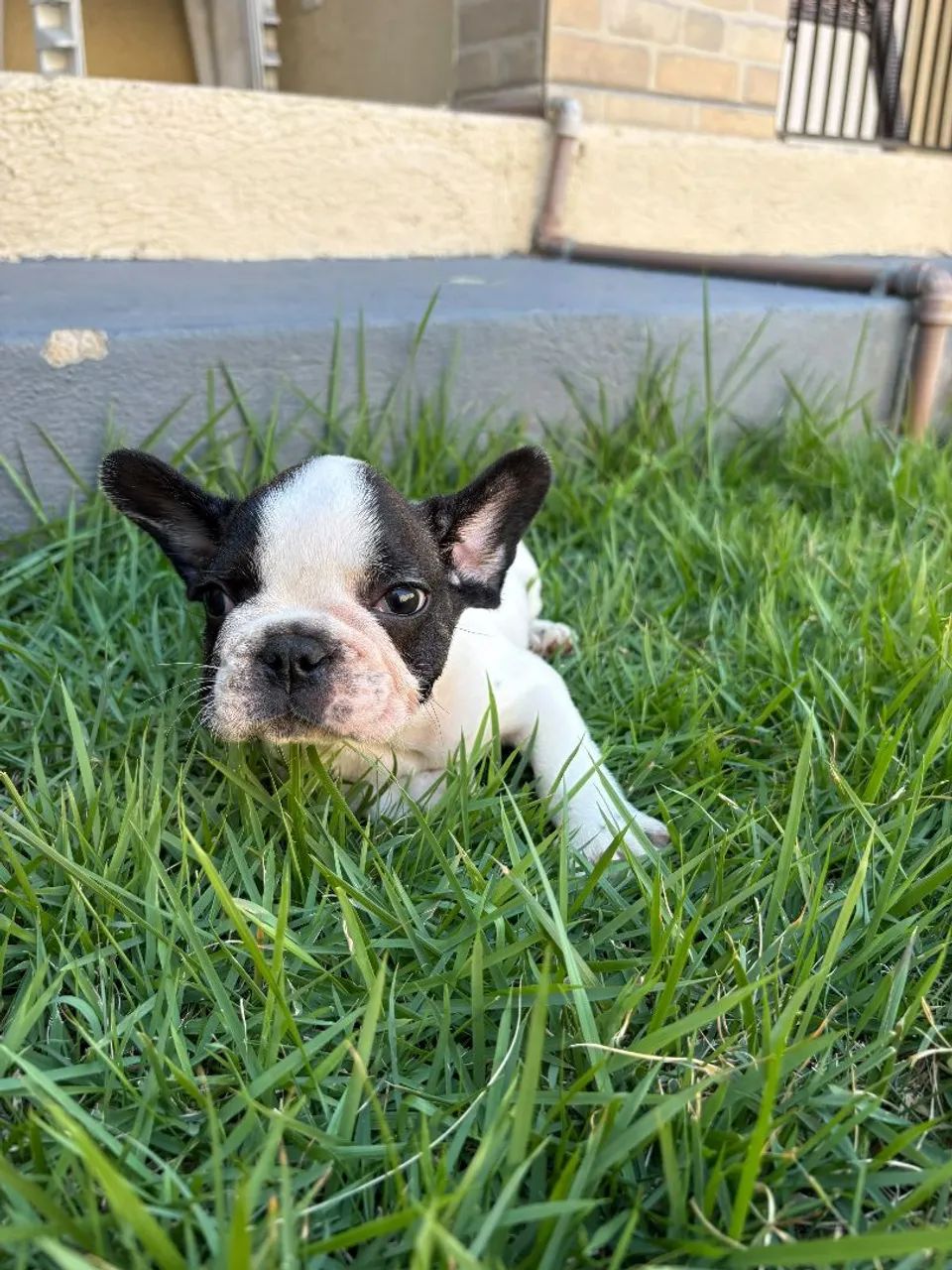 Bulldog Francês  - Foto 2