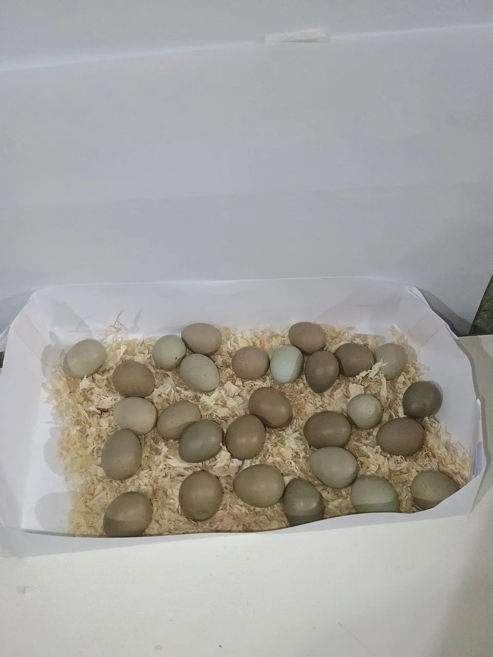 15 ovos de codorna chinesa férteis  - Foto 3