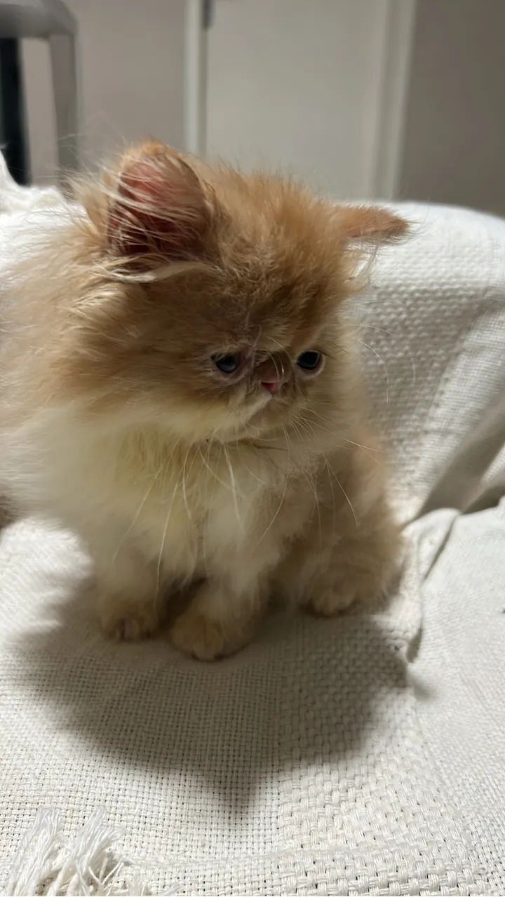 Gato persa  - Foto 2