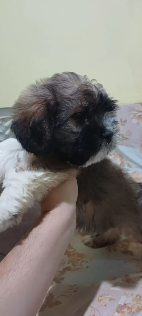Lhasa apso - Foto 3