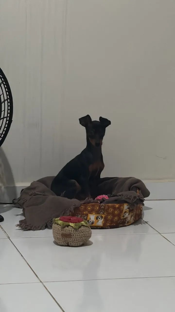 Pinscher 2 