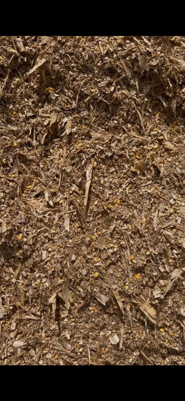 SILAGEM DE MILHO  - Foto 2