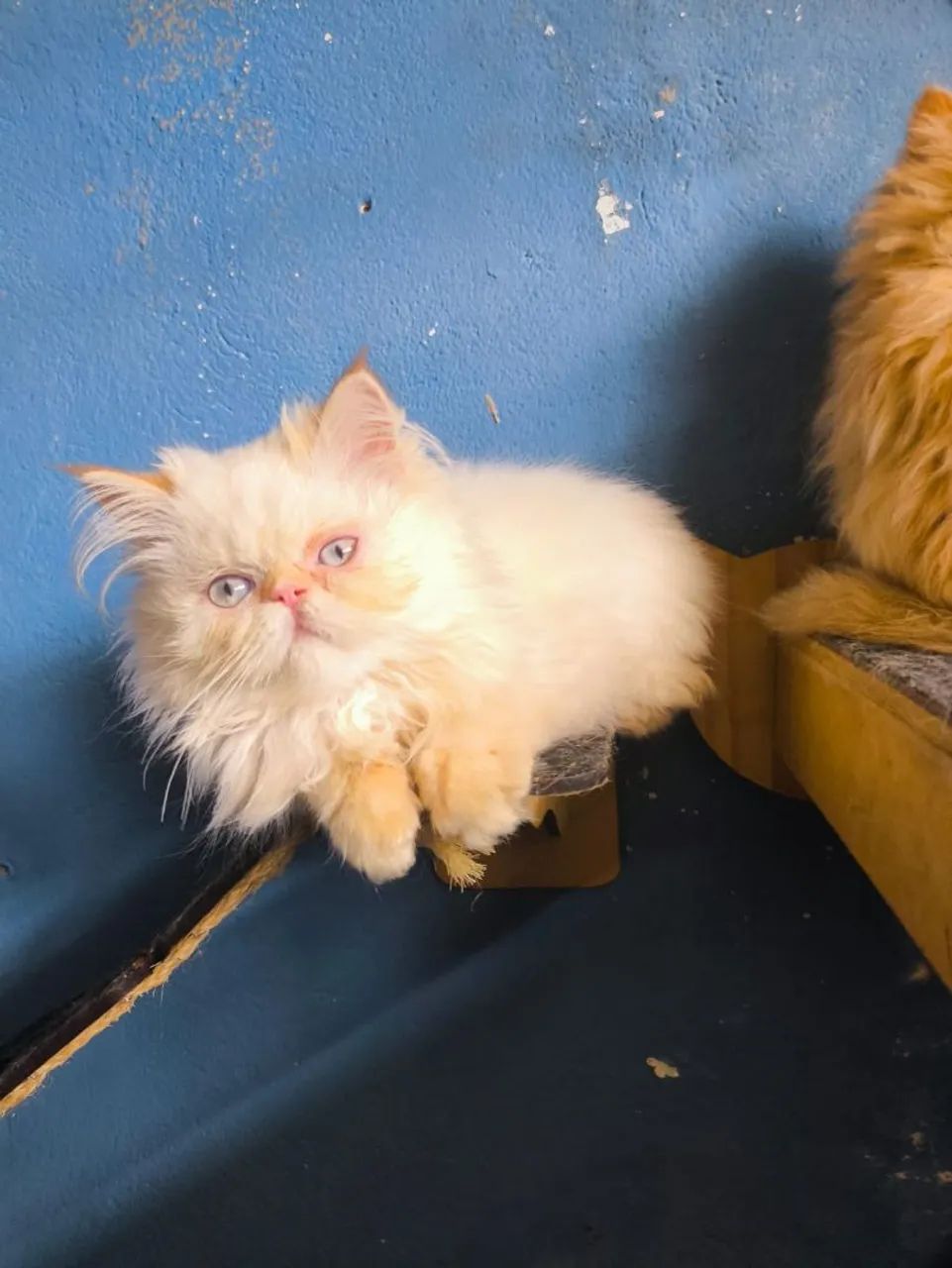 Filhotes persas  - Foto 4