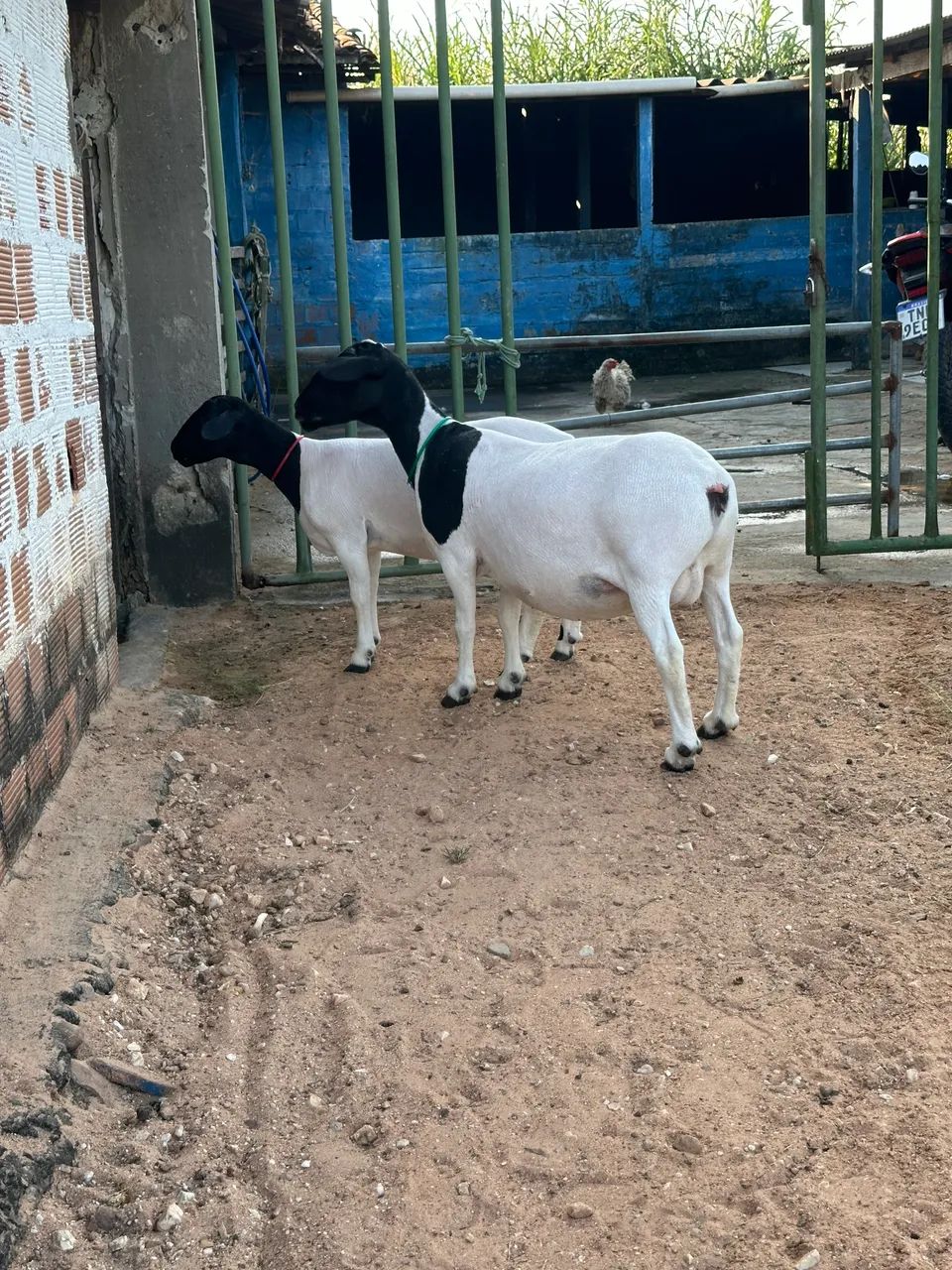 Ovelha Parida  - Foto 5