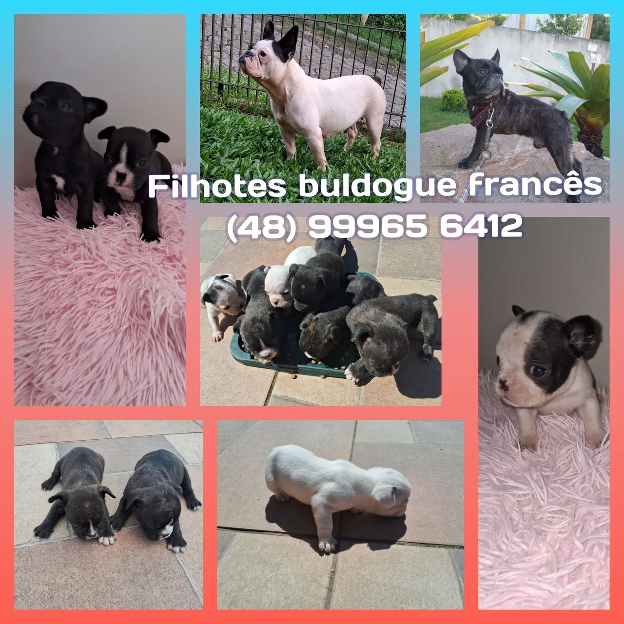 Filhotes buldogue francês  - Foto 4