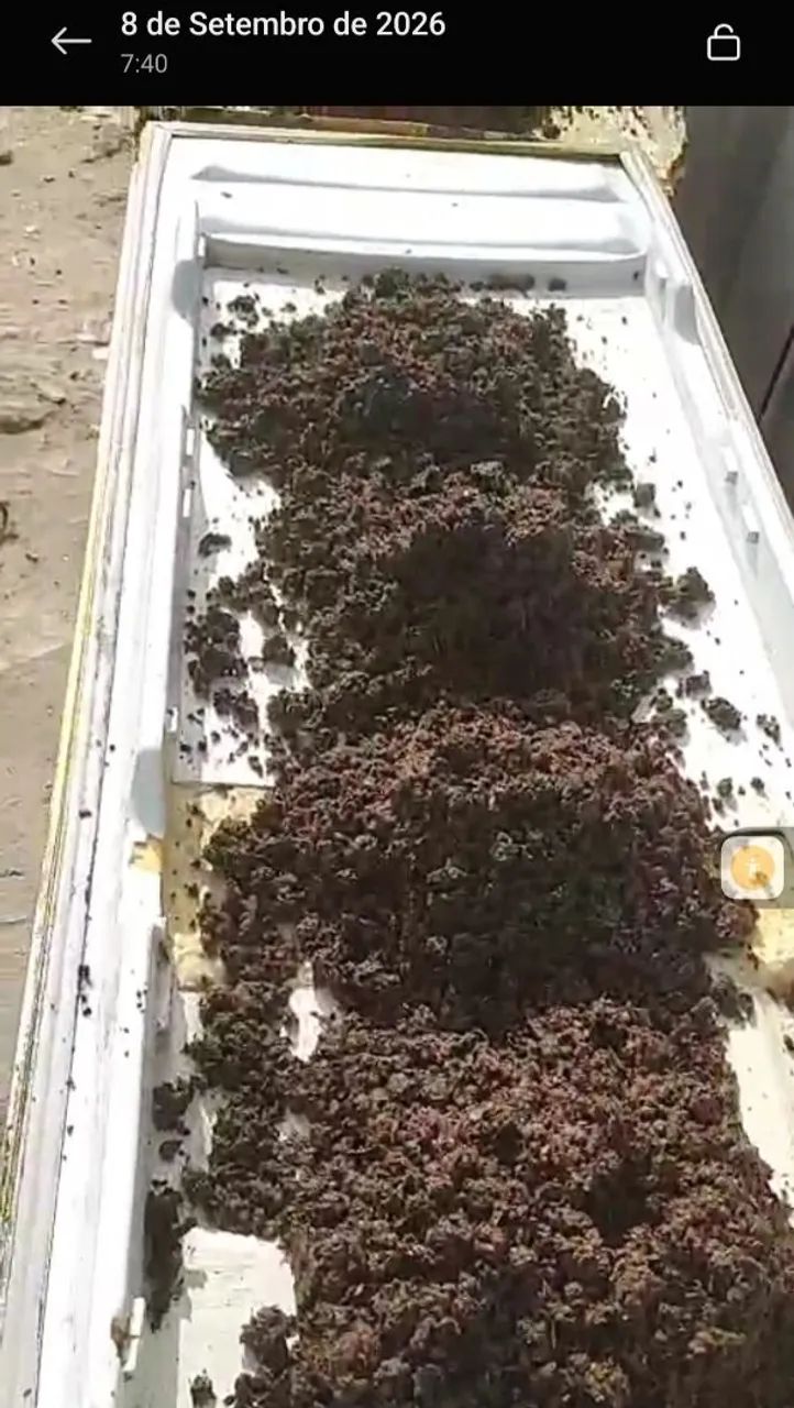 ADUBO ORGANICO (ESTERCO CODORNA) - Foto 3