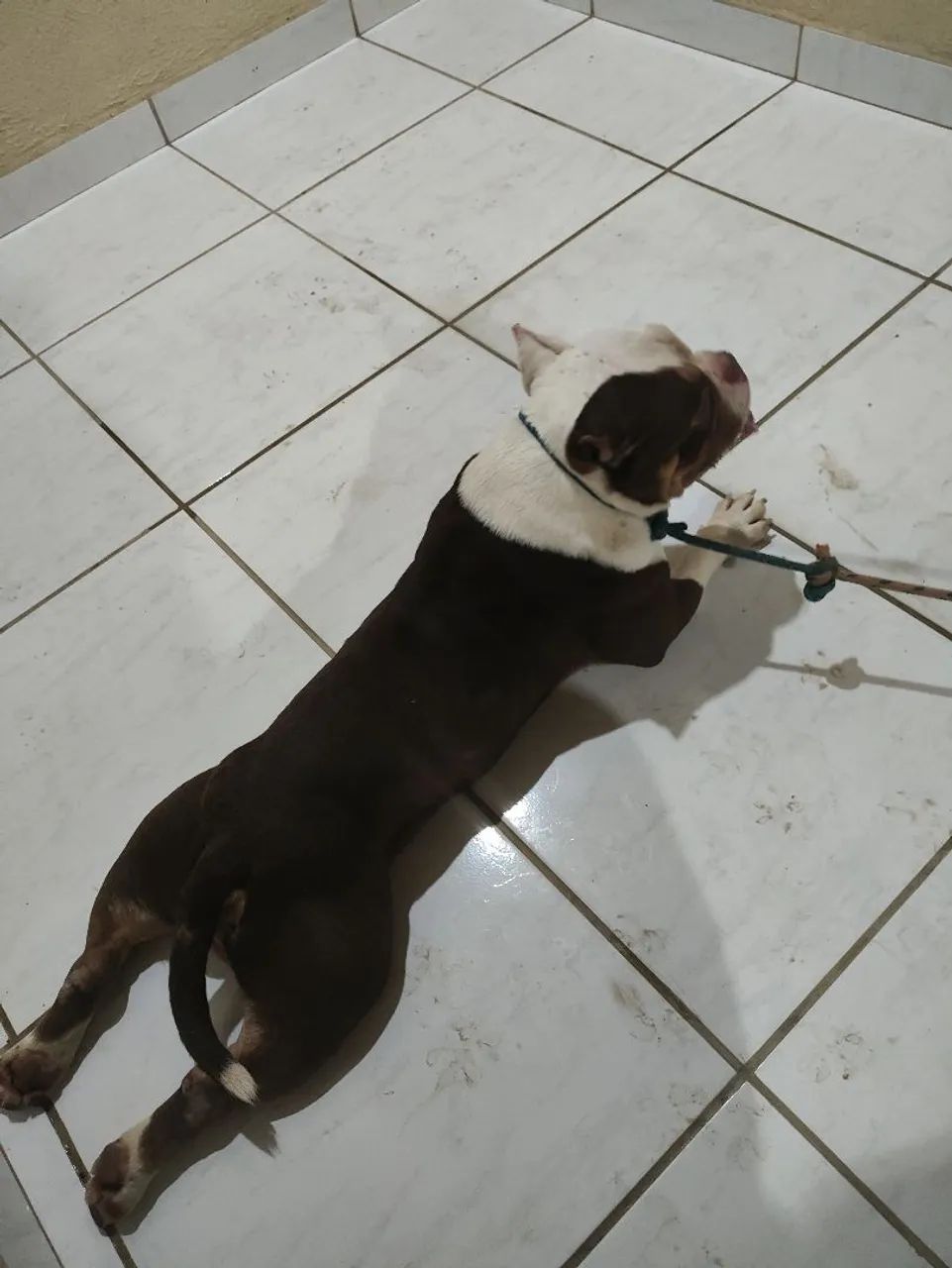 American Bully  - Foto 5
