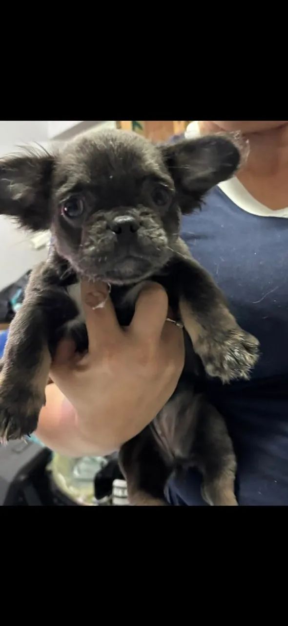 Buldogue femea 