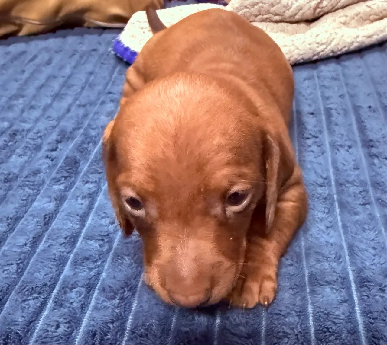 Vendo cachorro macho raça Dachshund  - Foto 4
