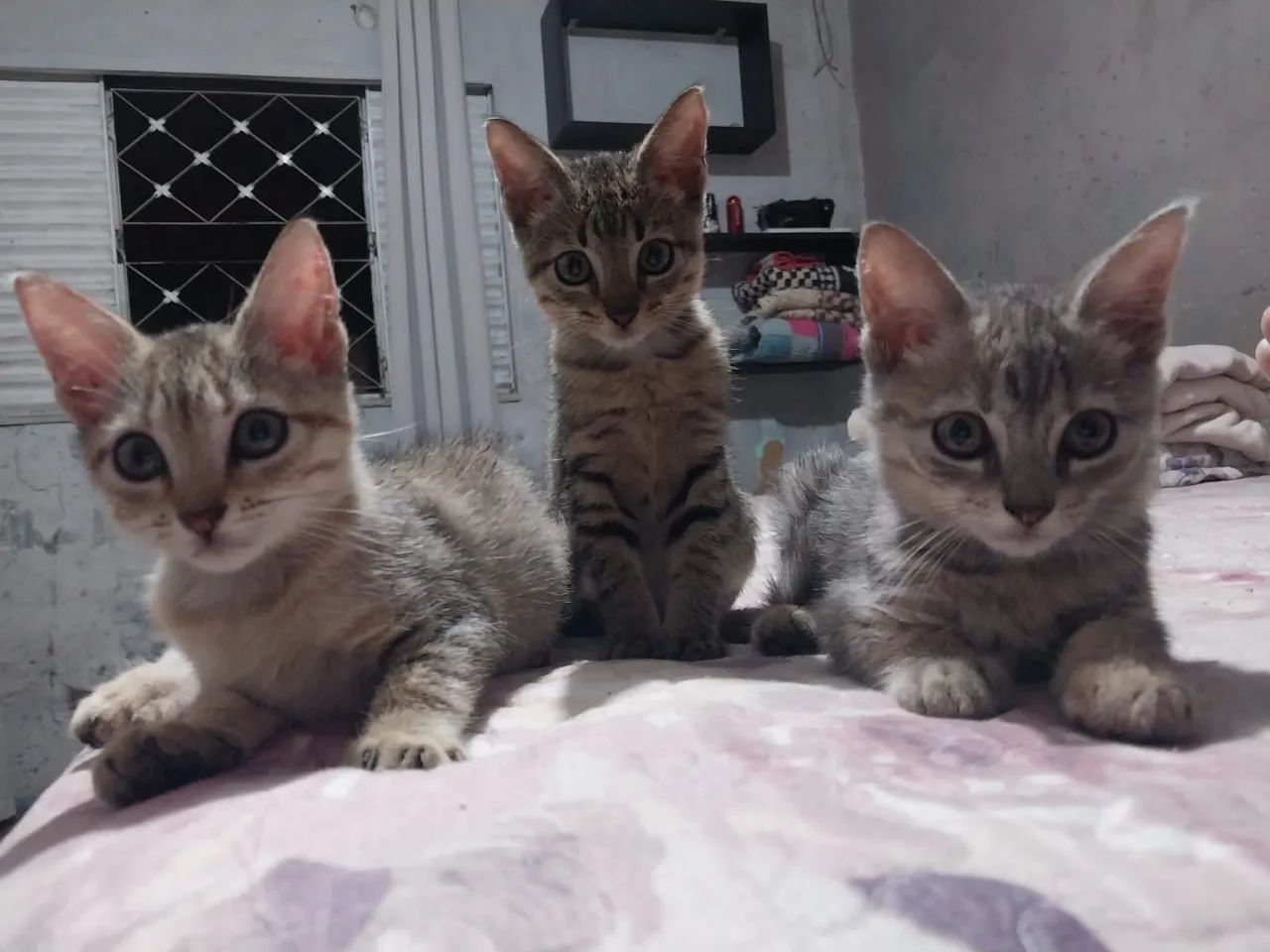 Gatos para adoção 