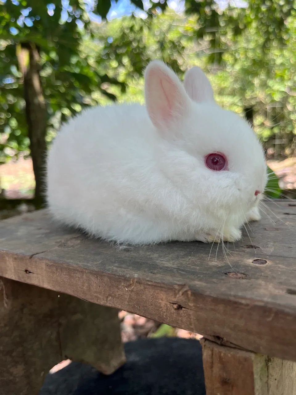 Mini coelho Netherland 