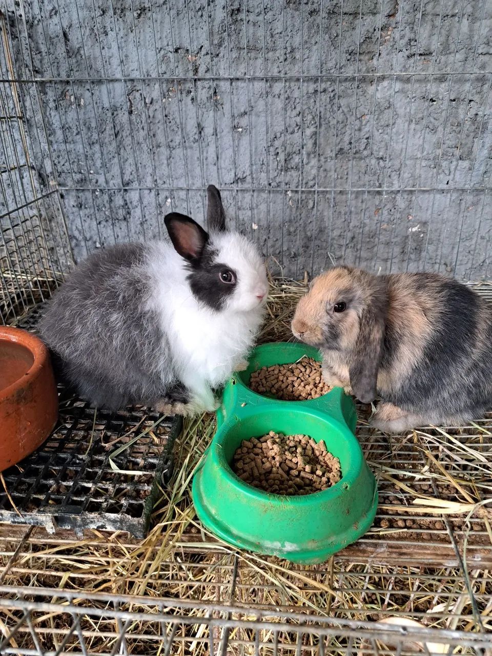 Lindos filhotes de coelhos  - Foto 3