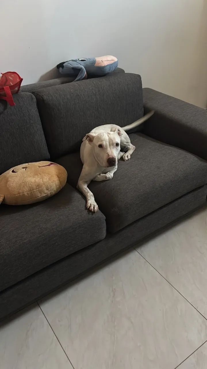 Cachorro para doação