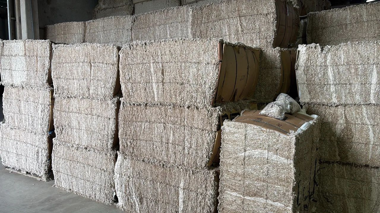 Algodão para Gado (ração animal, Bovino)