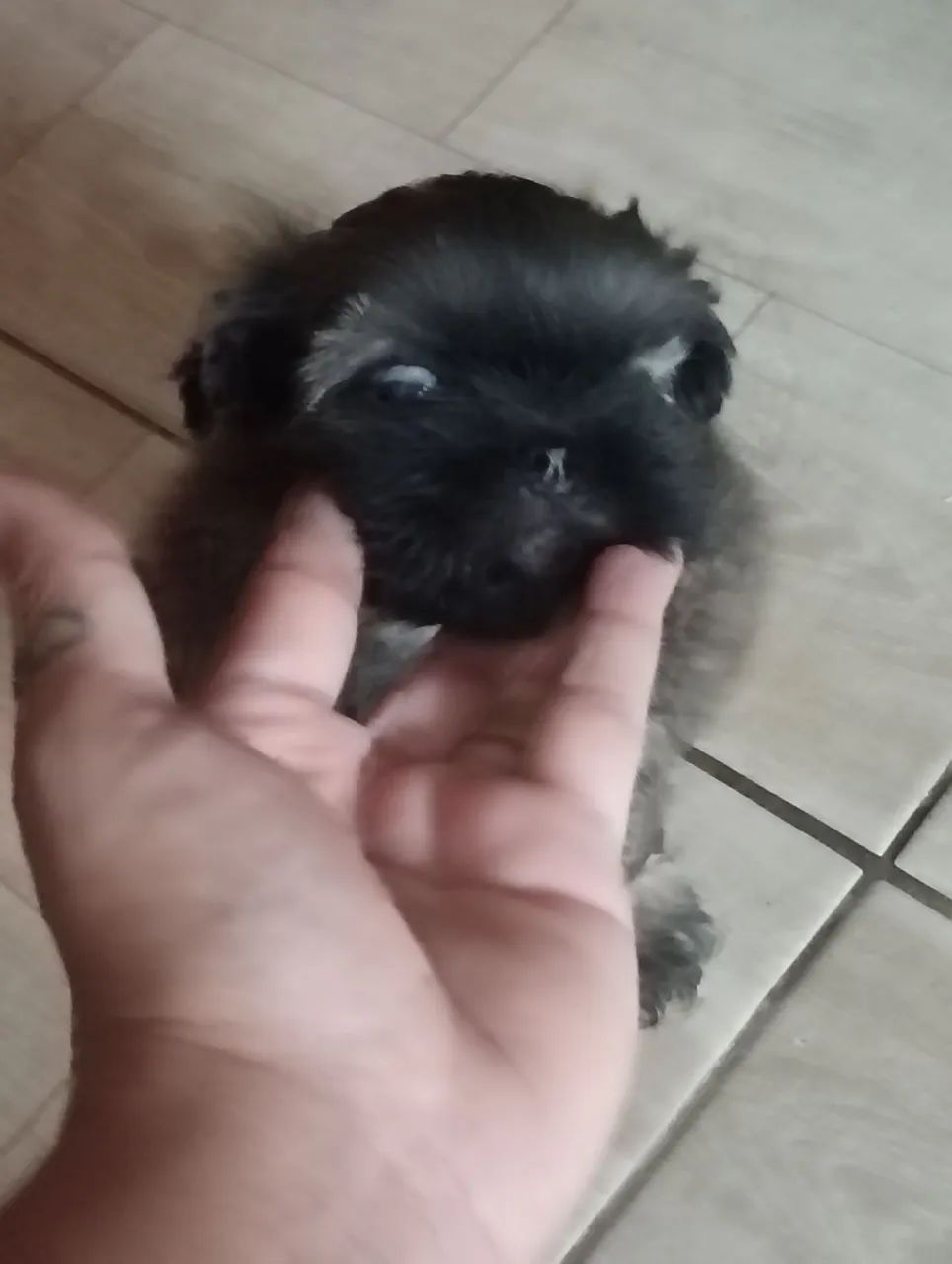 Shitzu Mini - Foto 3