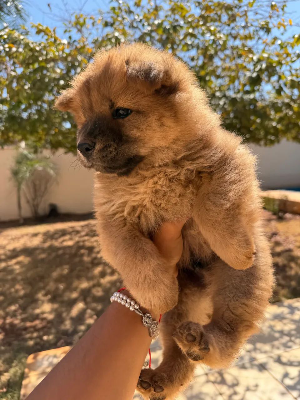Chow chow  - Foto 3