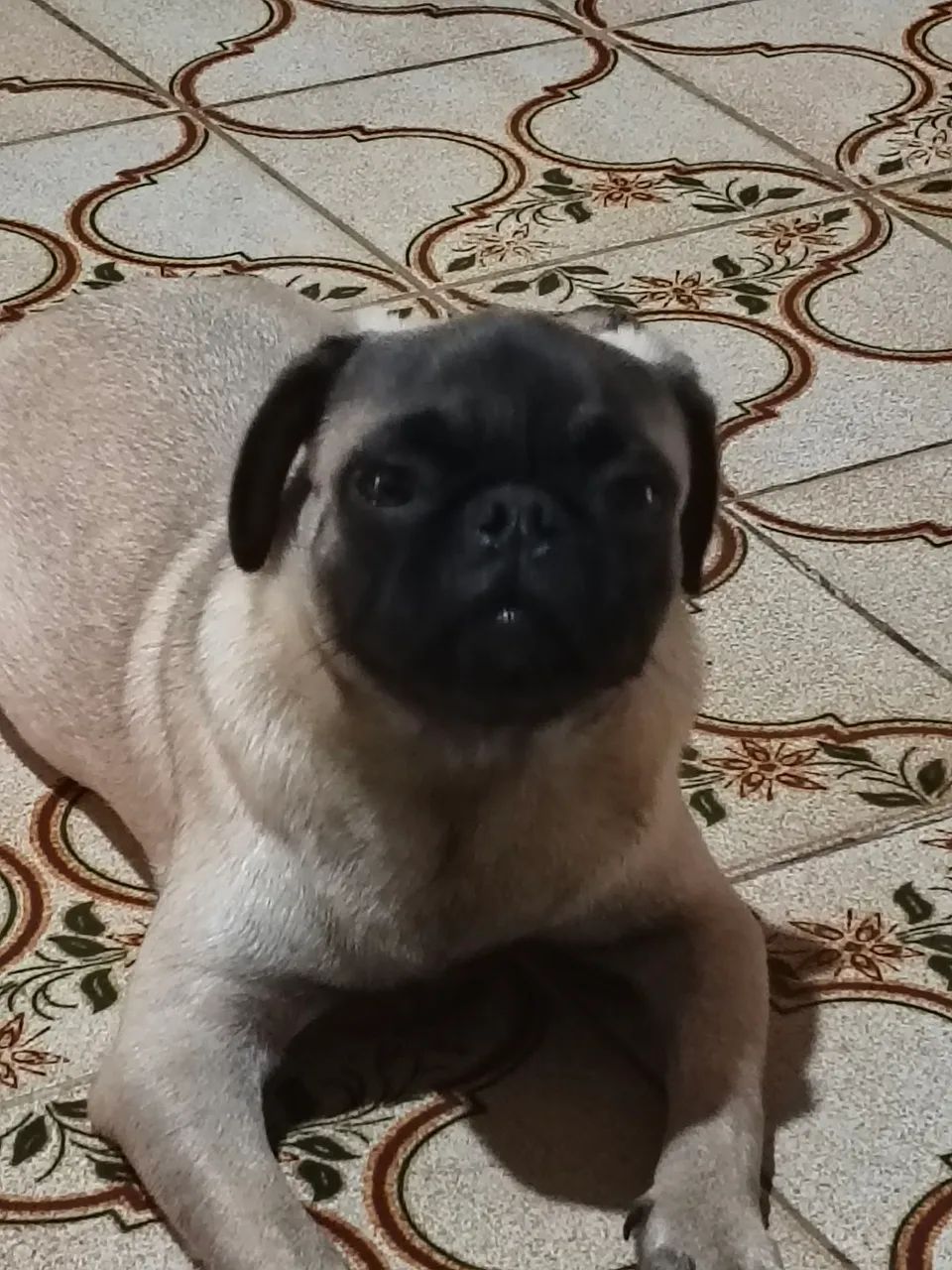 Pug macho com pedigree e todas as vacinas 