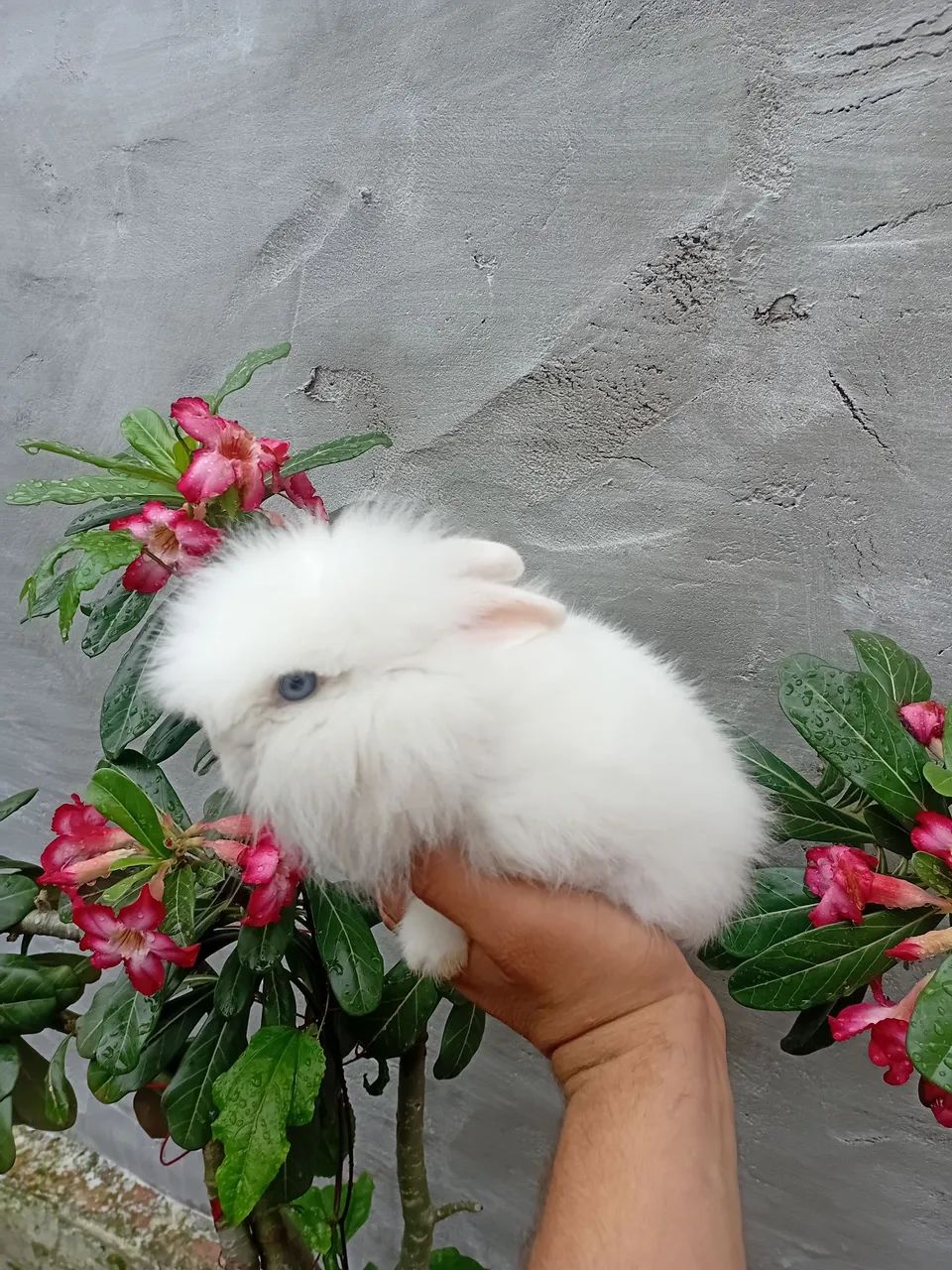 Coelho mini - Foto 3