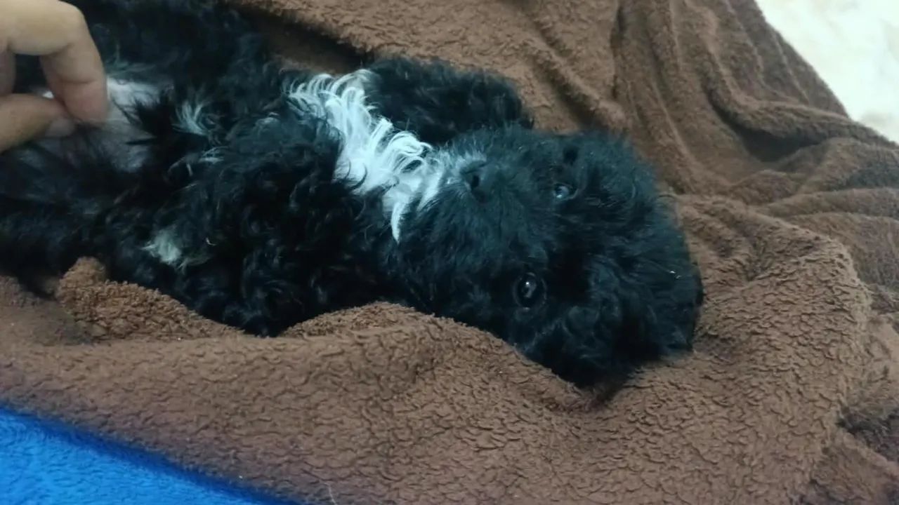 Filhote Poodle com Maltês  - Foto 2