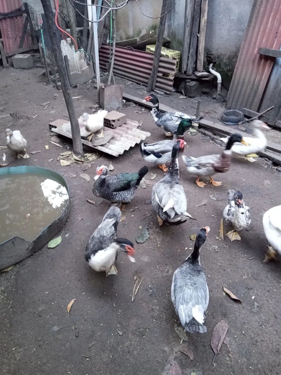 Vende-se pato macho 180 cada  e marrecos original por apenas 80 reais  cada - Foto 4