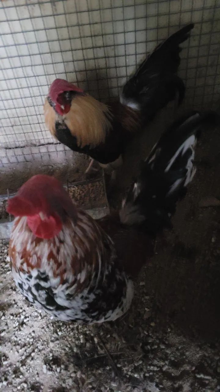 Vendo galos garnizé .
