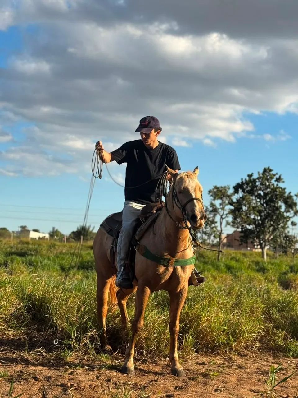 Cavalo QM Puro  - Foto 5