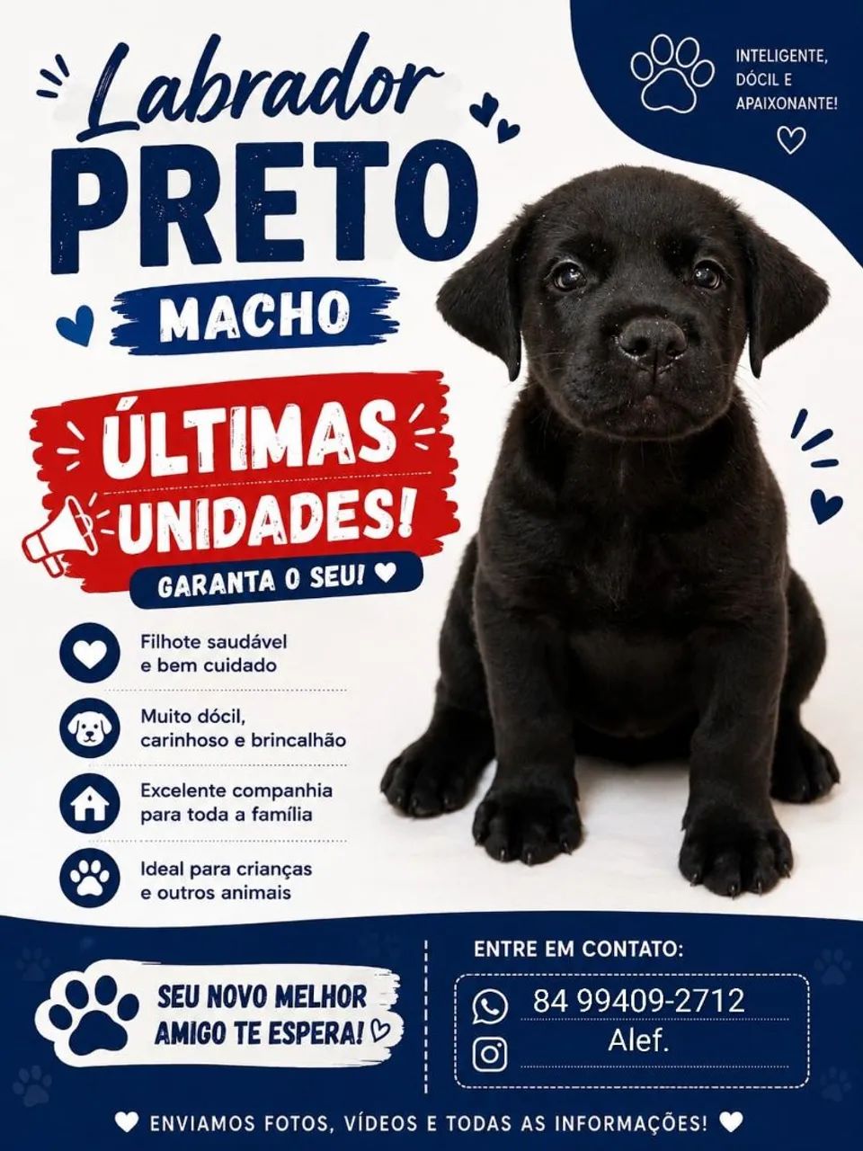 Labrador retriever 