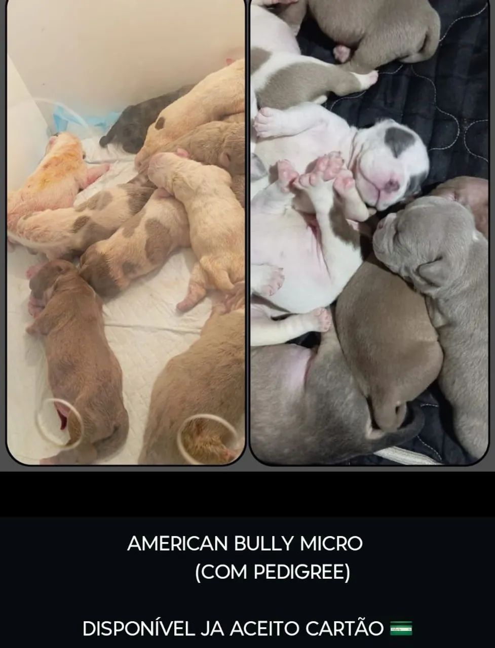Cachorros  - Foto 4
