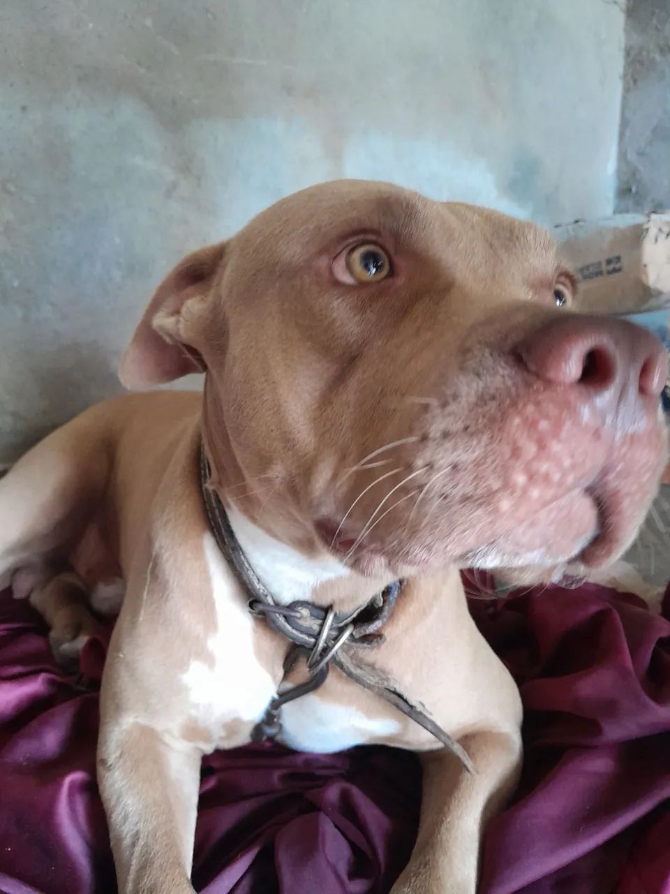 Pitbull 350 reias - Foto 5