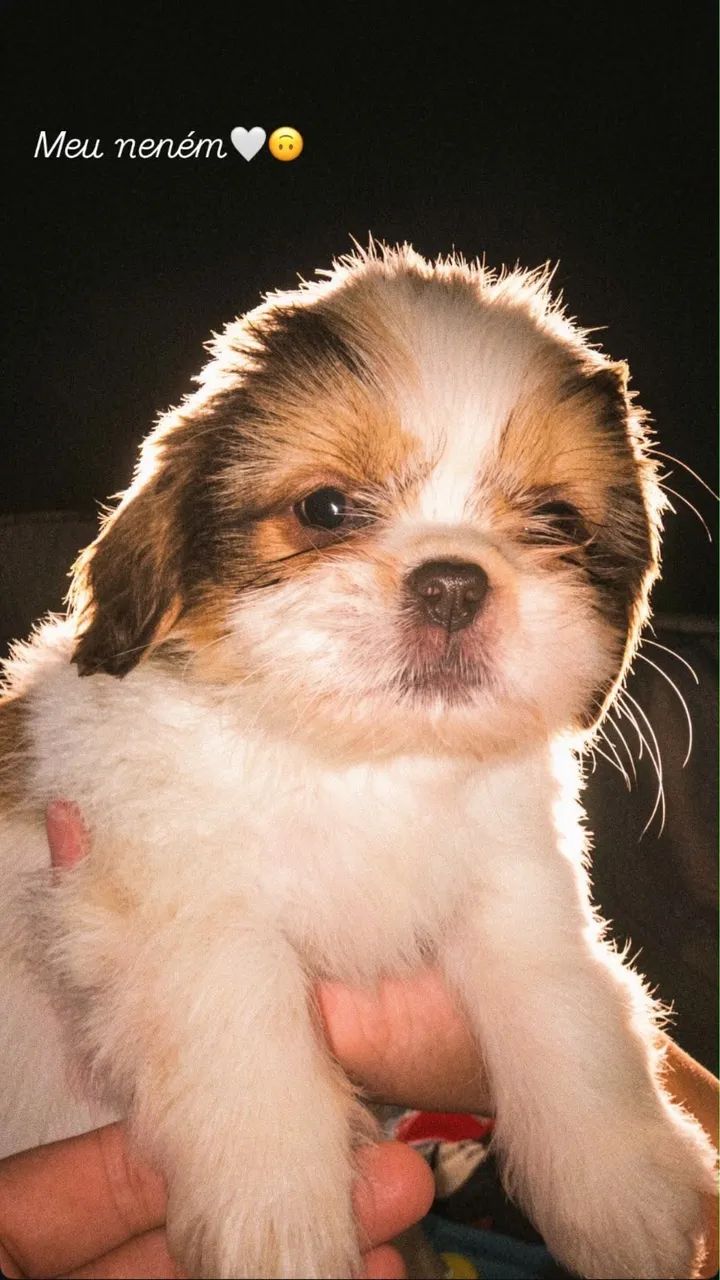 Cachorro - Foto 2