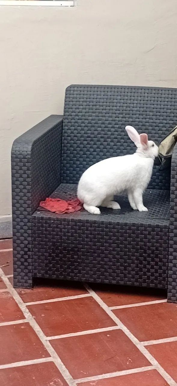 Coelho doação LEIA ANÚNCIO TODO! - Foto 3