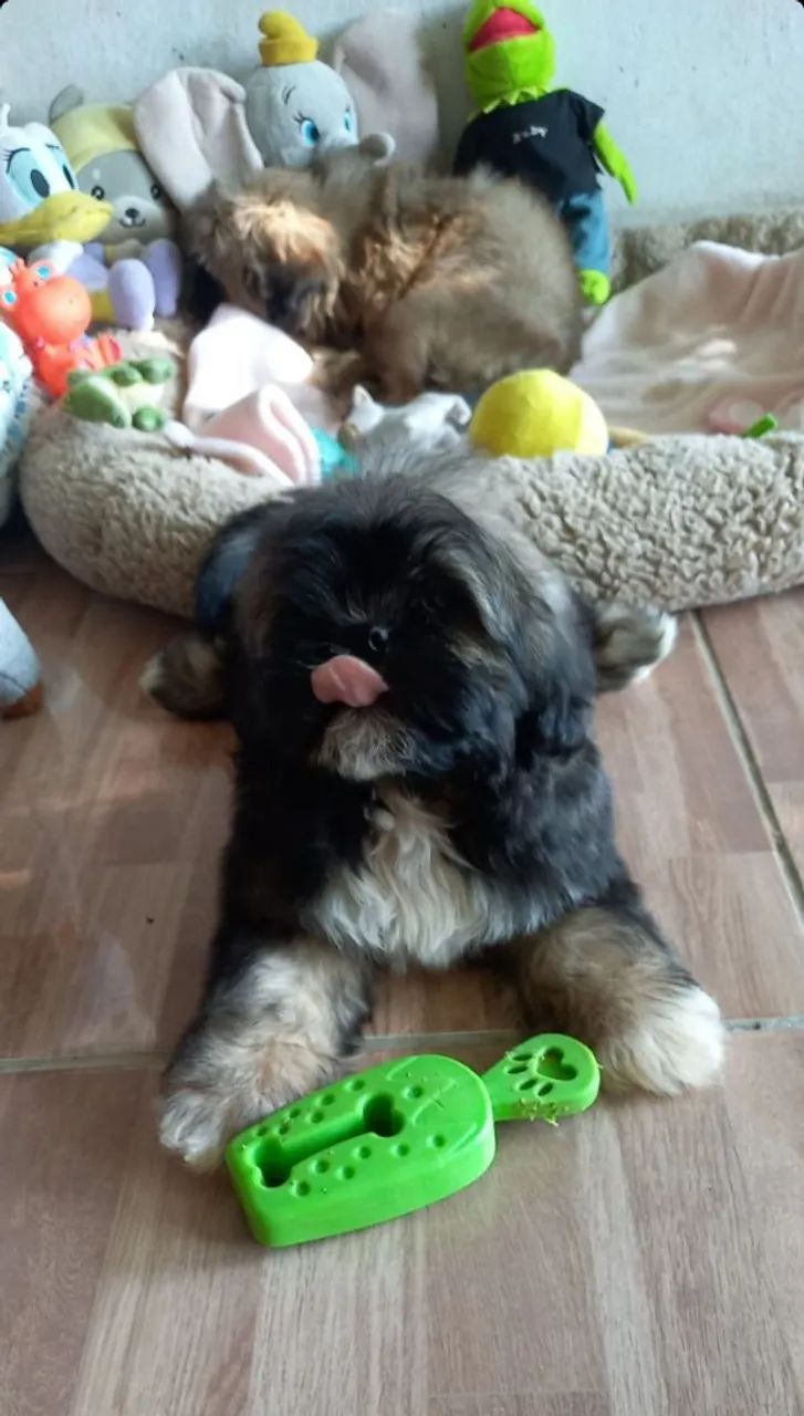 Cachorro 