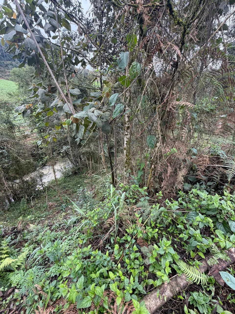 Terreno com nascente  - Foto 2