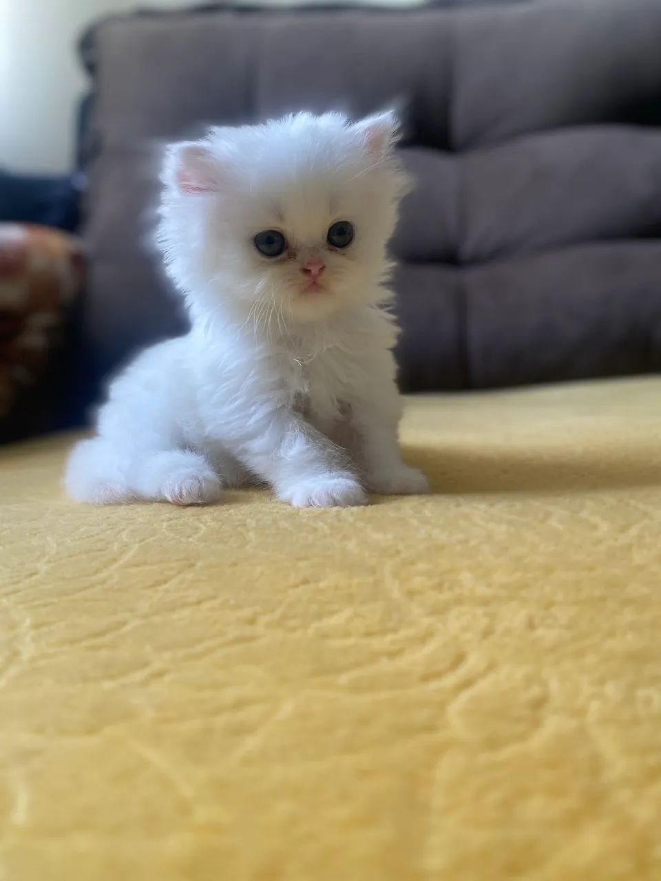 Linda Filhote FÊMEA de persa  - Foto 6