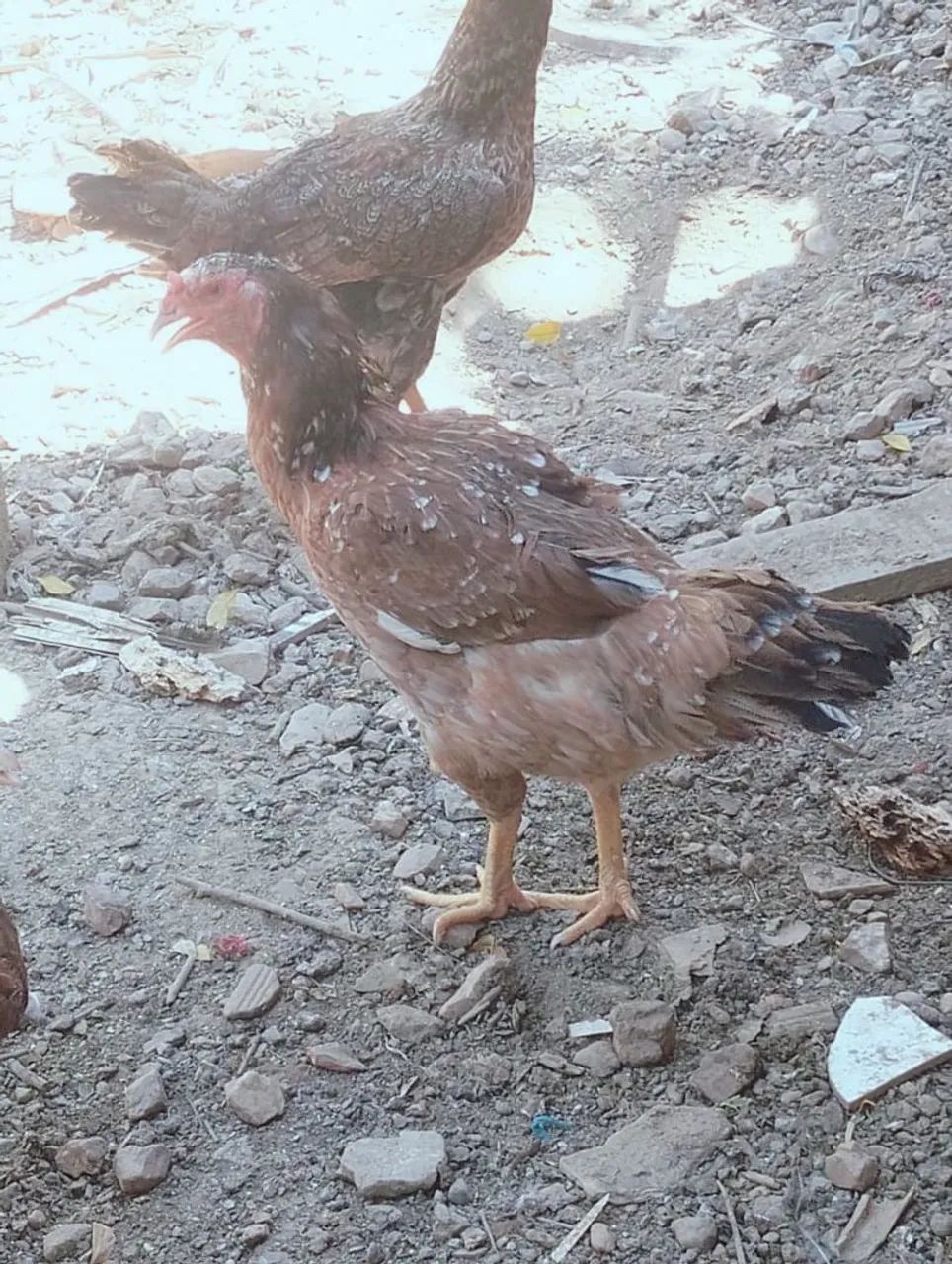 Vendo pitinho e galinhas  - Foto 5