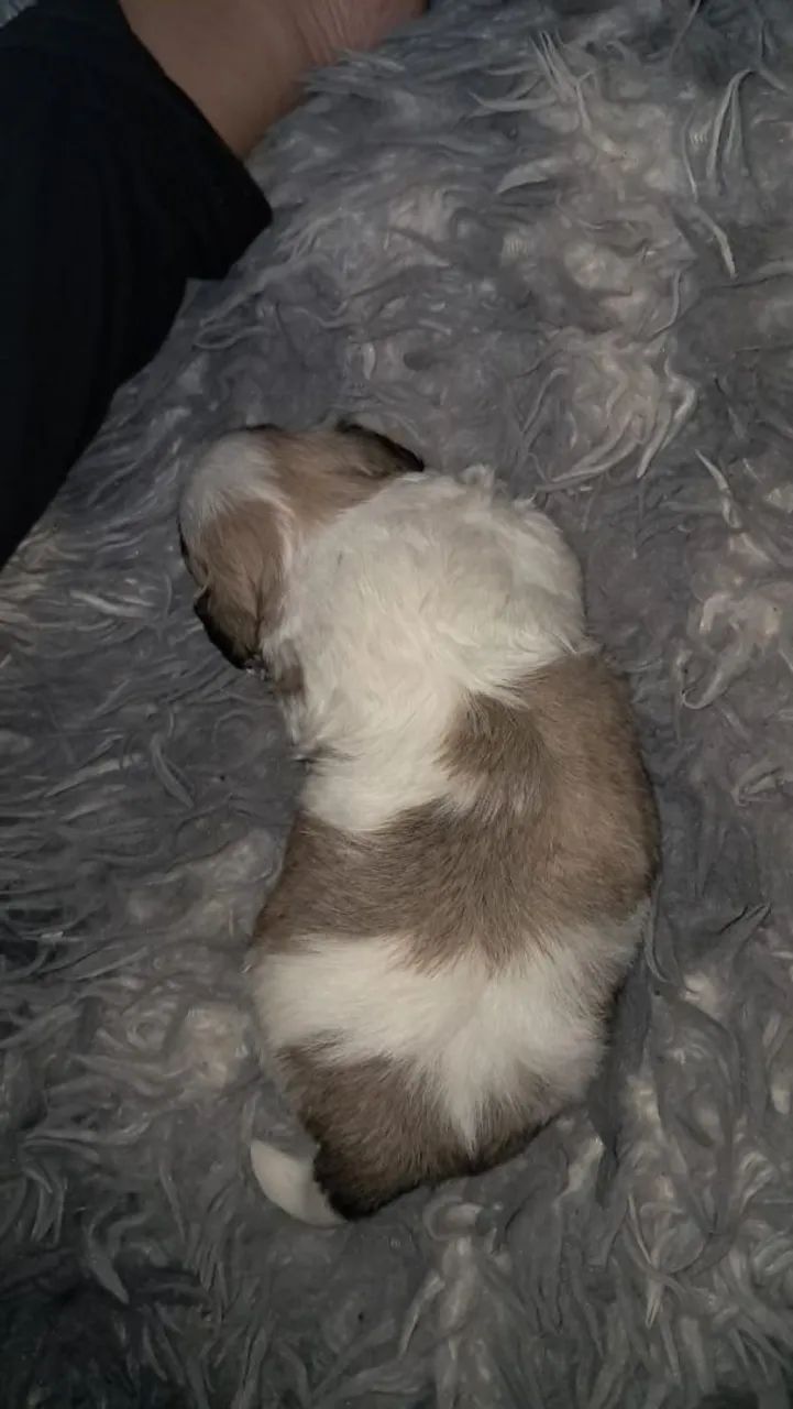 Shih Tzu Mini - Foto 3