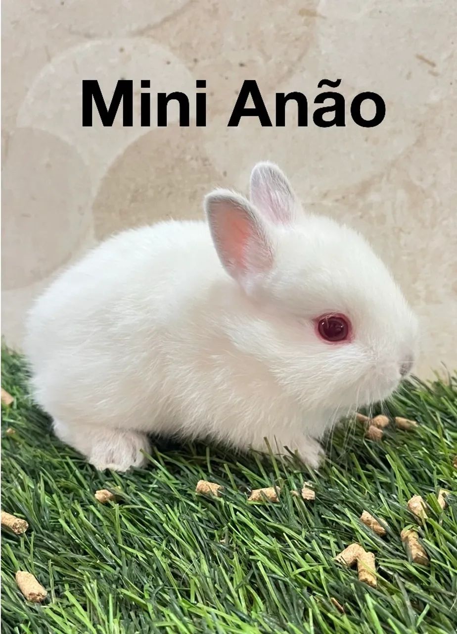 Mini Lion e mini anão  - Foto 3