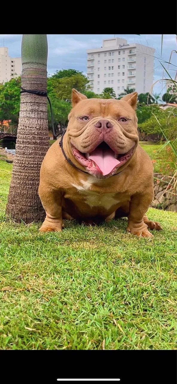 American Bully com Pedrigree  - Foto 3