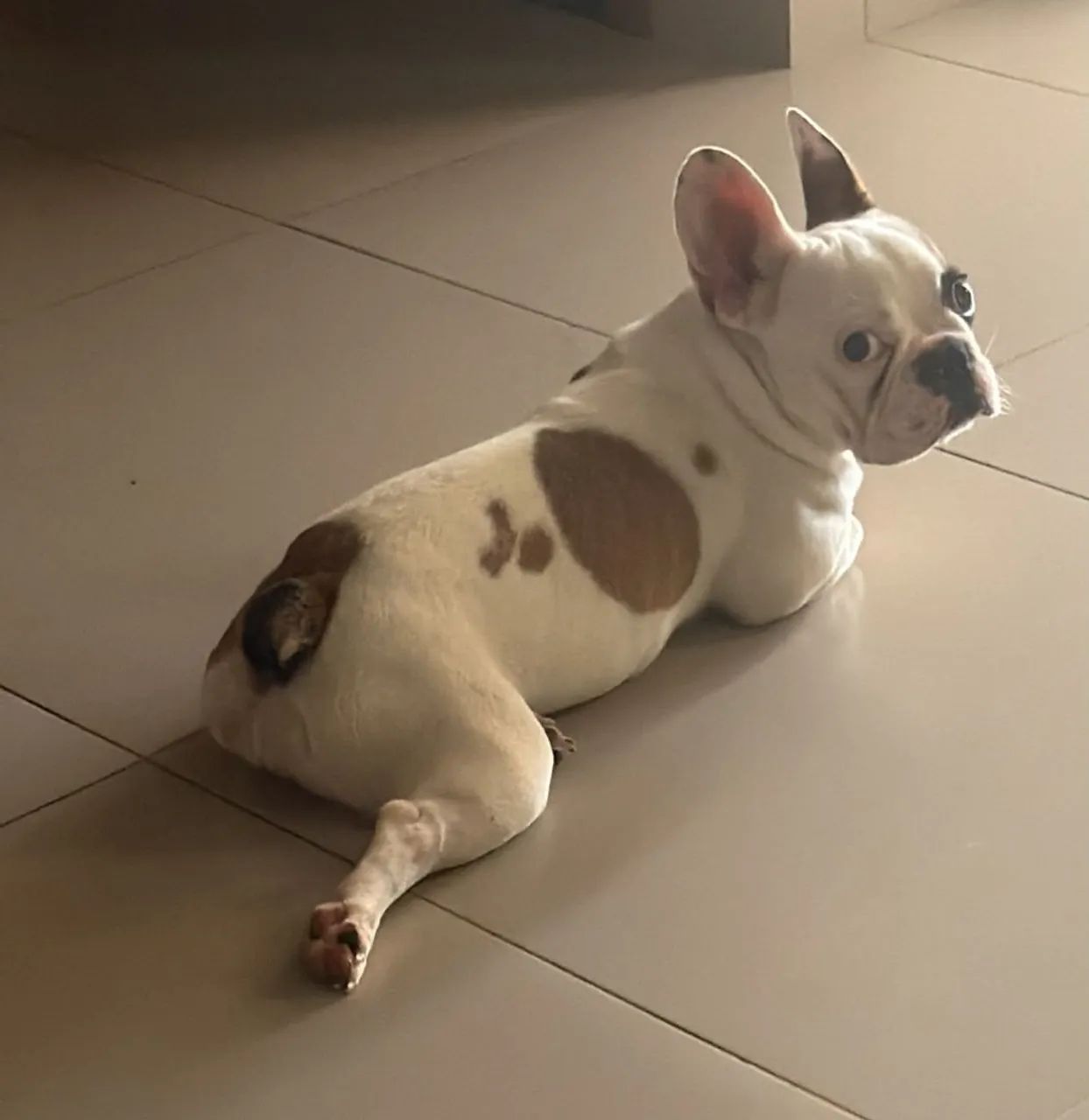 Bulldog frances 