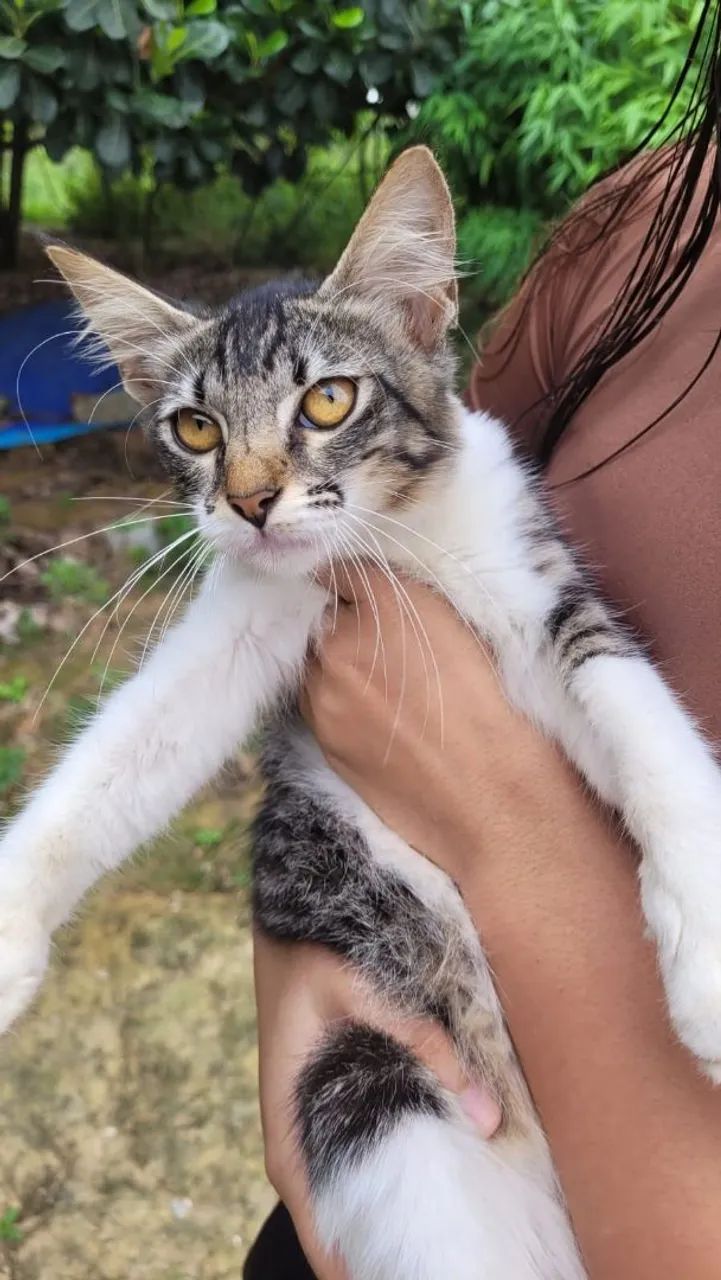 Gata Rabo Bandeira 