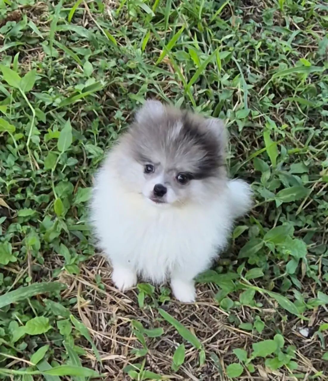 Macho spitz blue merle 