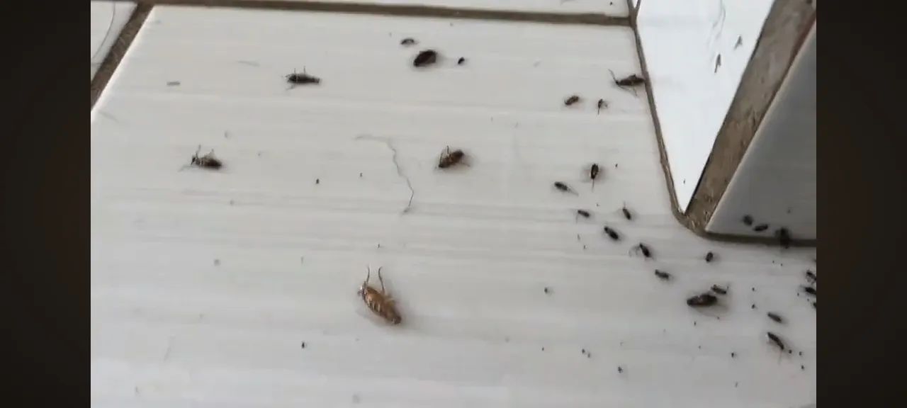   Controle de pragas  promocao . - Foto 5