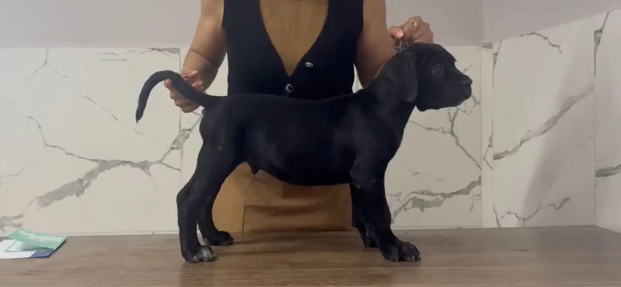 Cane Corso Filhotes  - Foto 2